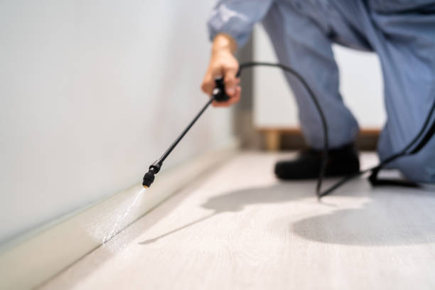 Professional exterminator conducting IPM assessment in Petersburg